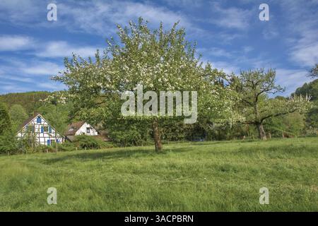Arbres fruitiers en fleurs, Solingen-Unterrüden, Solinger Obstweg resp. Solingen fruit Trail, Bergisches Land, Allemagne Banque D'Images