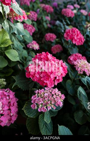 Hortensias roses fleurissant dans le jardin au printemps Banque D'Images