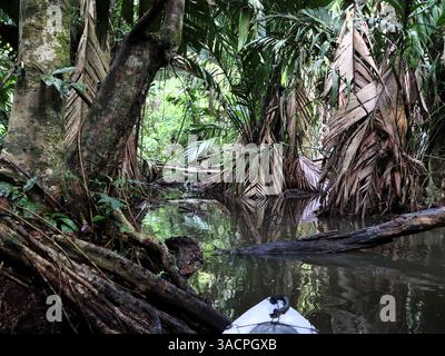 Tortuguero, Costa Rica, 29 avril 2024 : excursion en canoë sur les canaux du Parc National de Tortuguero Banque D'Images