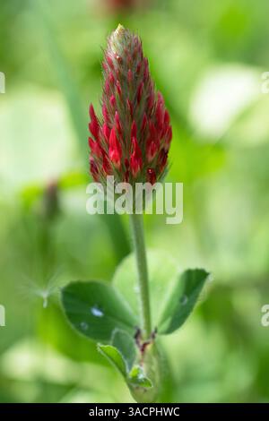 Image de gros plan du trèfle cramoisi (Trifolium incarnatum), fleurs de prairies Banque D'Images