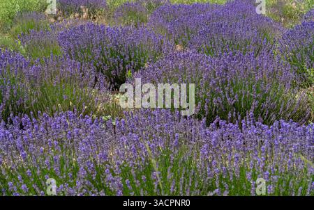 Détail plein cadre ensoleillé de champ de lavande fleuri lumineux vu dans la région de Provence dans le sud de la France Banque D'Images