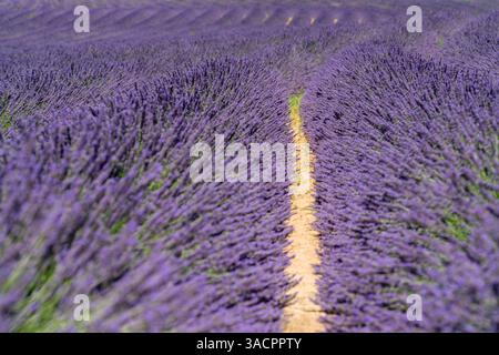 Détail plein cadre ensoleillé de champ de lavande fleuri lumineux vu dans la région de Provence dans le sud de la France Banque D'Images