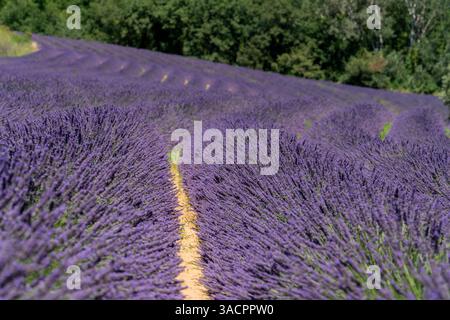 Détail plein cadre ensoleillé de champ de lavande fleuri lumineux vu dans la région de Provence dans le sud de la France Banque D'Images