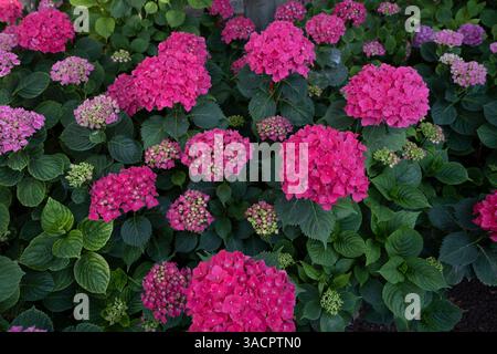 Hortensias roses vibrantes fleurissant dans le jardin Banque D'Images