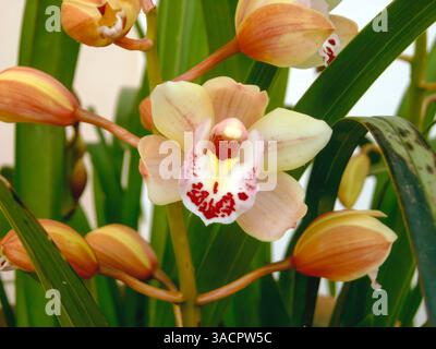 Gros plan d'une orchidée cymbidium en pleine floraison, affichant ses délicats pétales avec une touche de teintes pourpre et jaune, au milieu d'un feuillage vert luxuriant Banque D'Images