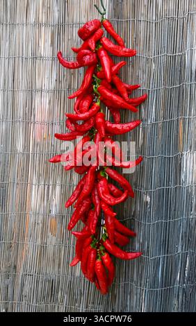 Piments rouges mûrs suspendus à une clôture de canne, séchant au soleil pour conservation et utilisation culinaire ultérieure Banque D'Images