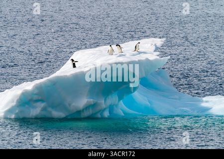 Antarctique, île Petermann. Les pingouins Adelie sur l'iceberg. ©Cathy & Gordon Illg / Galerie Jaynes / DanitaDelimont.com Banque D'Images