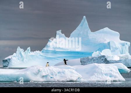 Antarctique, Iles Yalour. Les pingouins Adelie sur l'iceberg. ©Cathy & Gordon Illg / Galerie Jaynes / DanitaDelimont.com Banque D'Images