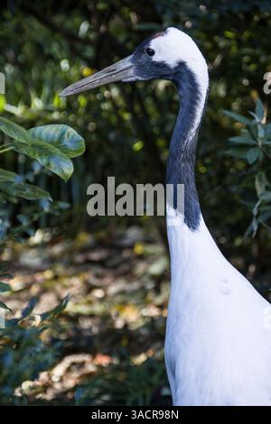 Grue mandchoure (Grus japonensis), également connue sous le nom de grue à couronnes rouges, dans un zoo Banque D'Images