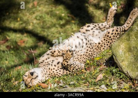 Guépard (Acinonyx jubatus) lâchant au soleil Banque D'Images