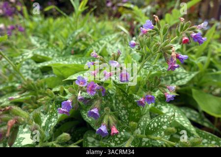 Poumon tacheté (Pulmonaria officinalis) - plante à fleurs dans le jardin naturel Banque D'Images