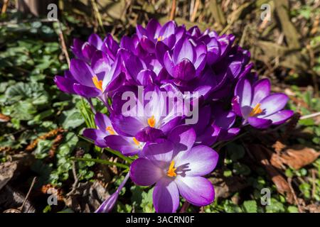 Crocus spez. - floraison Banque D'Images