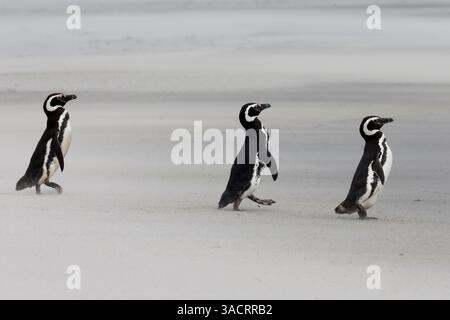 Îles Malouines. Trois pingouins marchent sur la plage balayée par le vent avec son sable soufflé. Banque D'Images