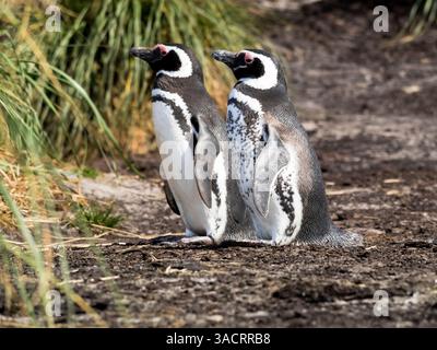 Îles Malouines. Un pingouin magellanique avec son devant tacheté se tient à côté d'un pingouin normalement coloré. Banque D'Images