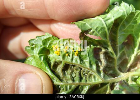Grappe d'œufs de coccinelle à côté de la colonie de pucerons. Groupe d'oeufs jaunes de forme ovale sur le dessous de la feuille de courant rouge. Lutte naturelle contre les nuisibles contre la groseille Banque D'Images