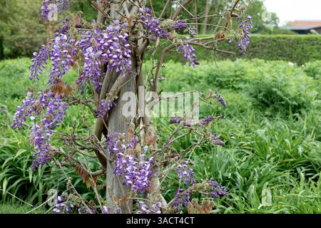 Fleur de la Wisteria sinensis (pluie bleue chinoise) Banque D'Images
