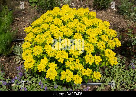 Éperon de coussin (Euphorbia epithymoides) dans le jardin Banque D'Images