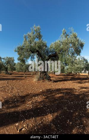 Vieil olivier dans les Pouilles, sud de l'Italie Banque D'Images