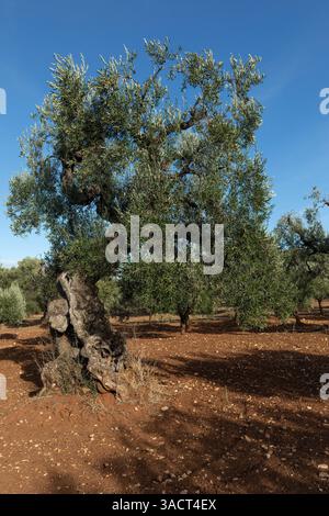 Vieil olivier dans les Pouilles, sud de l'Italie Banque D'Images