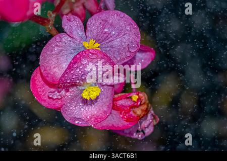États-Unis, Colorado, Fort Collins. Gros plan de la fleur de bégonia. ©Fred Lord / Galerie Jaynes / DanitaDelimont.com Banque D'Images