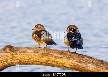 Canards des bois mâles et femelles dans les zones humides, comté de Marion, Illinois. Banque D'Images