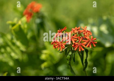 Amour brûlant (silene chalcedonica) dans le jardin Banque D'Images