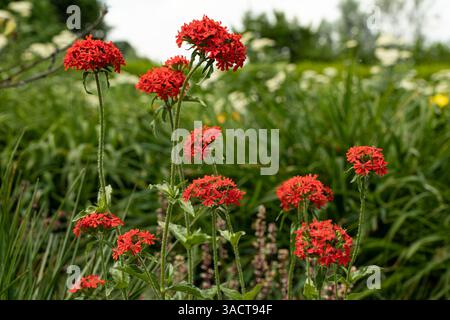 Amour brûlant (silene chalcedonica) dans le jardin Banque D'Images