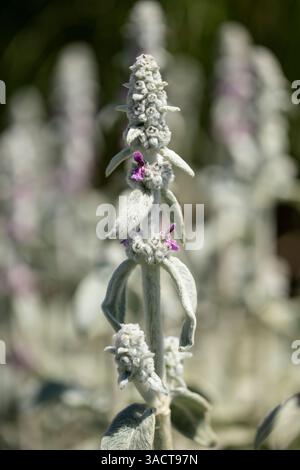 Haie laineuse (Stachys byzantina) dans le jardin Banque D'Images