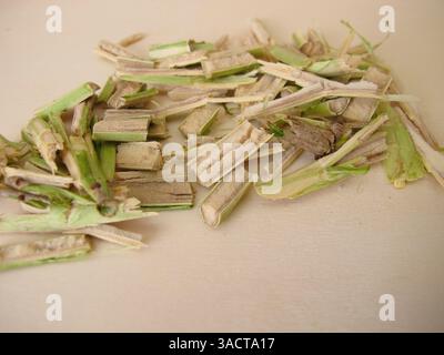 Couper le bois de jeune aîné avec la pulpe de aîné, le bois de aîné noir, Sambucus nigra Banque D'Images