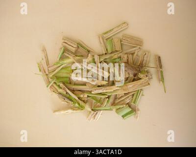 Couper le bois de jeune aîné avec la pulpe de aîné, le bois de aîné noir, Sambucus nigra Banque D'Images