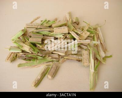 Couper le bois de jeune aîné avec la pulpe de aîné, le bois de aîné noir, Sambucus nigra Banque D'Images