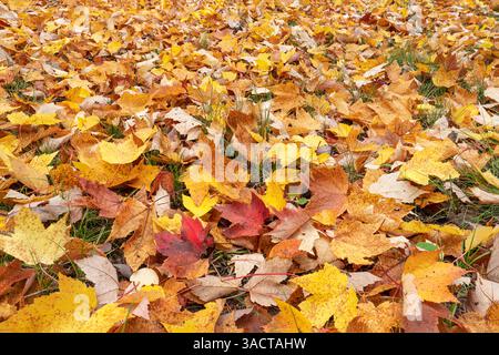 États-Unis, Michigan, Ottawa National Forest. Gros plan de feuilles d'érable tombées sur le sol. ©Don Grall / Galerie Jaynes / DanitaDelimont.com Banque D'Images