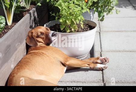 Chien détendu dormant au soleil sur le patio ou la terrasse. Chien chiot drôle pressé dans un coin sur le patio ou l'arrière-cour profitant du soleil. Sécurité de la chaleur estivale pour animaux de compagnie c Banque D'Images