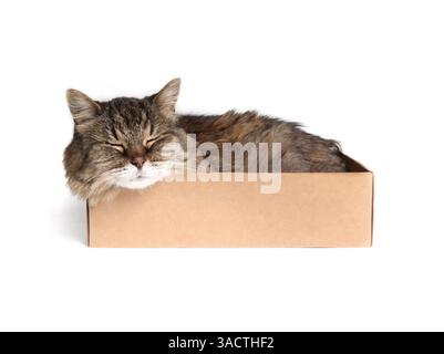 Chat isolé dans une boîte en carton. Corps entier de chat mignon dort dans une petite boîte en carton, couché pressé et bourré à l'intérieur. Chat super senior. Banque D'Images