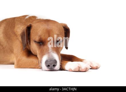 Chien détendu dormant sur fond blanc. Chien mignon isolé visage de chiot dormant sur les pattes se sentant sauvé, fatigué ou épuisé. Femelle Harrier mix chien, sourcil Banque D'Images