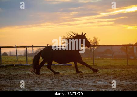 Gracieux étalon frison dans un paddock à la lumière du soir Banque D'Images