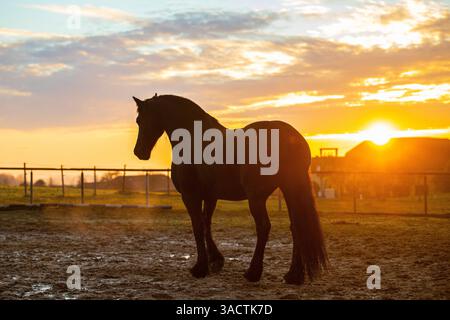 Gracieux étalon frison dans un paddock à la lumière du soir Banque D'Images
