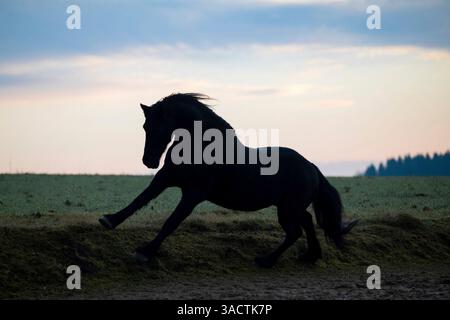 Gracieux étalon frison dans un paddock à la lumière du soir Banque D'Images