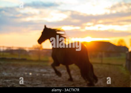 Gracieux étalon frison dans un paddock à la lumière du soir Banque D'Images