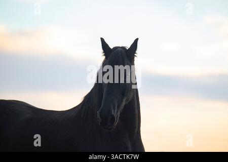 Gracieux étalon frison dans un paddock à la lumière du soir Banque D'Images