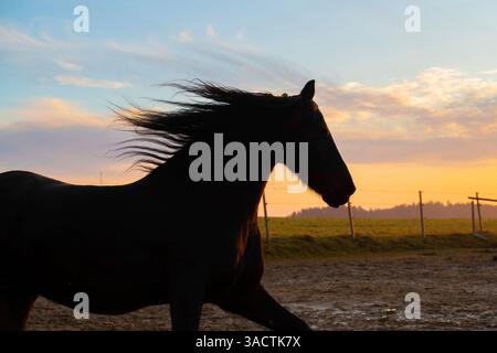 Gracieux étalon frison dans un paddock à la lumière du soir Banque D'Images