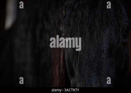 Magnifique étalon frisien devant un fond noir Banque D'Images