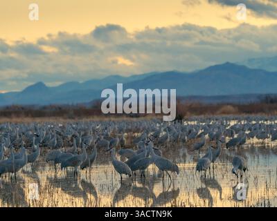 Les grues de sable perchent au lever du soleil, Bernardo Wildlife Area, Nouveau-Mexique, États-Unis. Banque D'Images