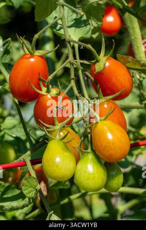 Issaquah, État de Washington, États-Unis. Tomates Cherry Roma sur la vigne à différents stades de maturité. Banque D'Images