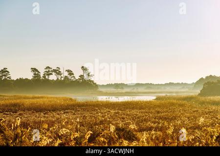 Marais au Marshtrail Chincoteague National Wildlife refuge sur Assateague Island, comté d'Accomack, Virginie, États-Unis Banque D'Images