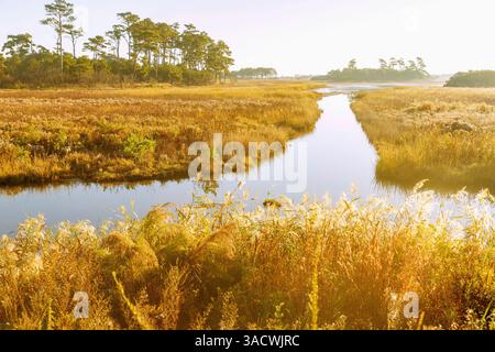 Marais au Marshtrail Chincoteague National Wildlife refuge sur Assateague Island, comté d'Accomack, Virginie, États-Unis Banque D'Images