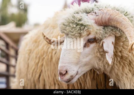 Arabie saoudite, Al-Qassim, Buraydah. Un bélier au marché au bétail d'Al Qassim. Banque D'Images