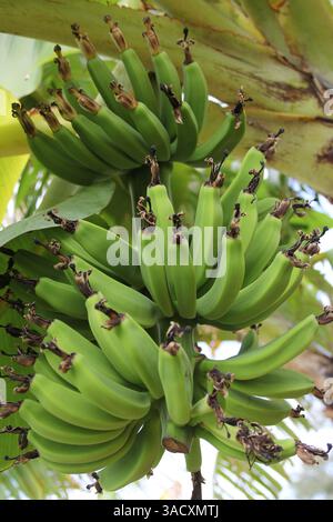 Bananes vertes fraîches poussant sur arbre à Tampa FL Banque D'Images