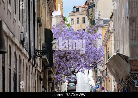 Un bel arbre Jacaranda en fleurs puple dans une rue étroite dans le centre de Lisbonne, Portugal Banque D'Images