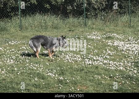 Bunji, le chien de bétail australien bleu heeler jouant sur une prairie Banque D'Images